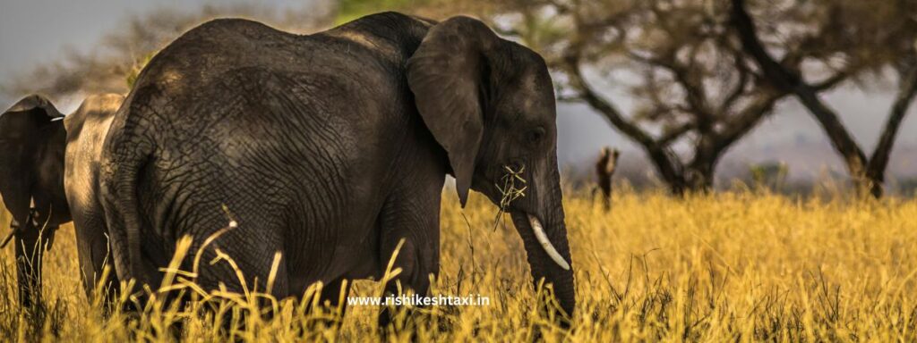 rajaji national park - uttarakhand - attractions near rishikesh - rishikesh taxi service - rishikesh taxi